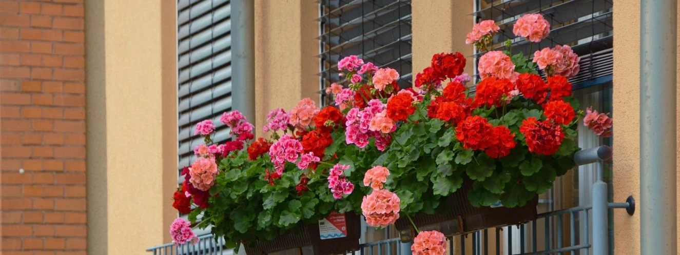 Blumen