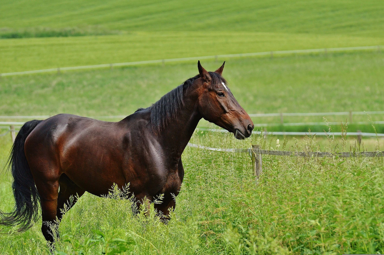 Pferd