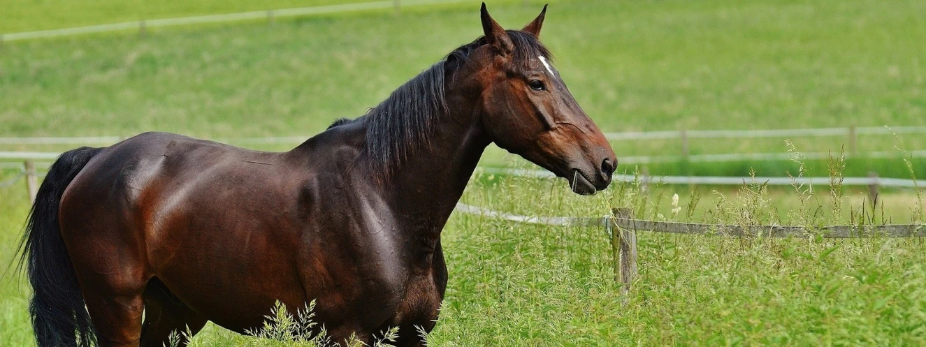 Pferd