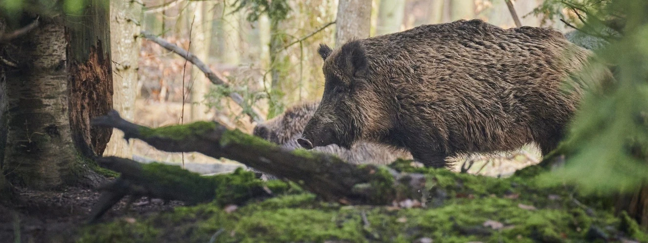 Wildschwein