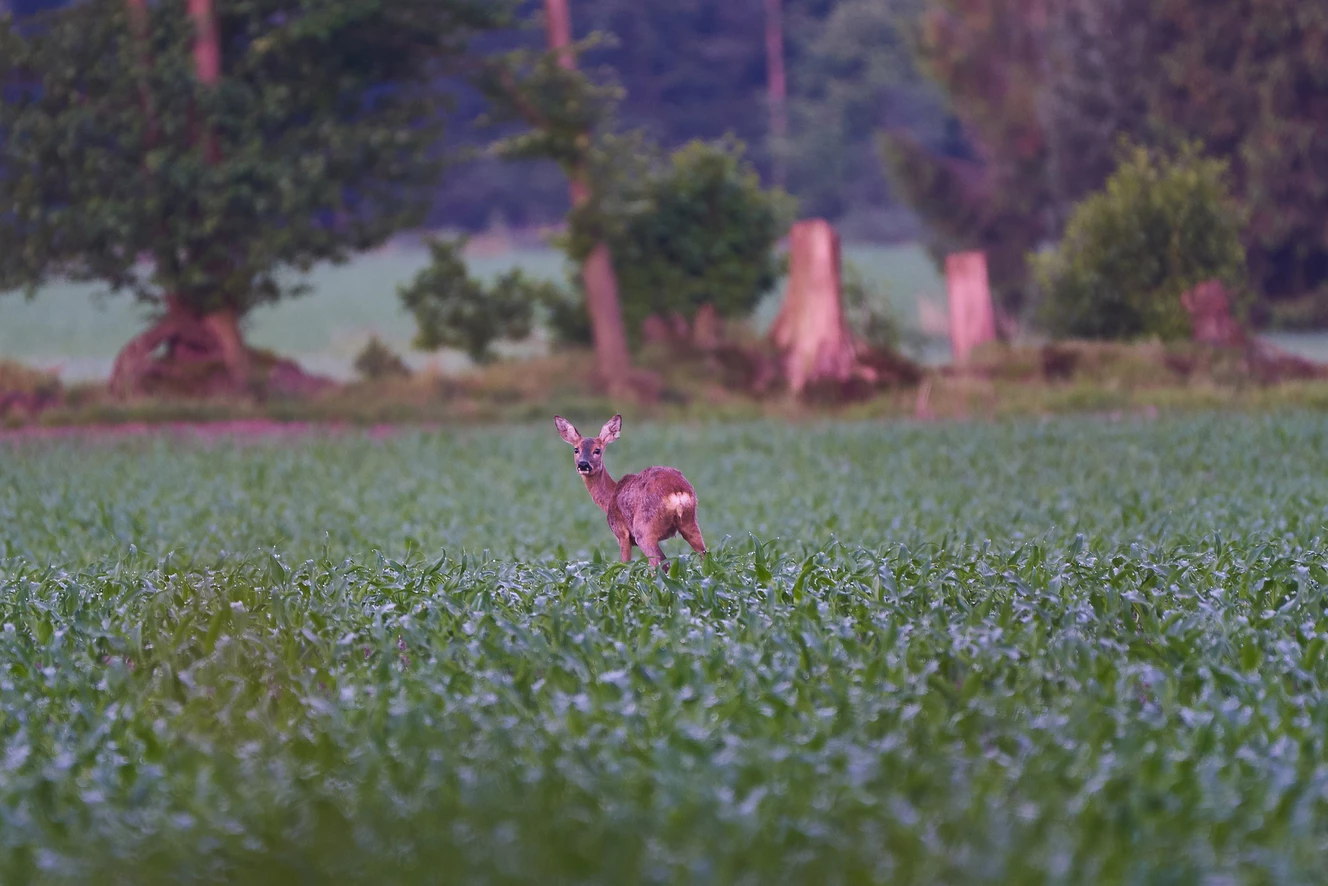 Ein Reh auf einem Feld