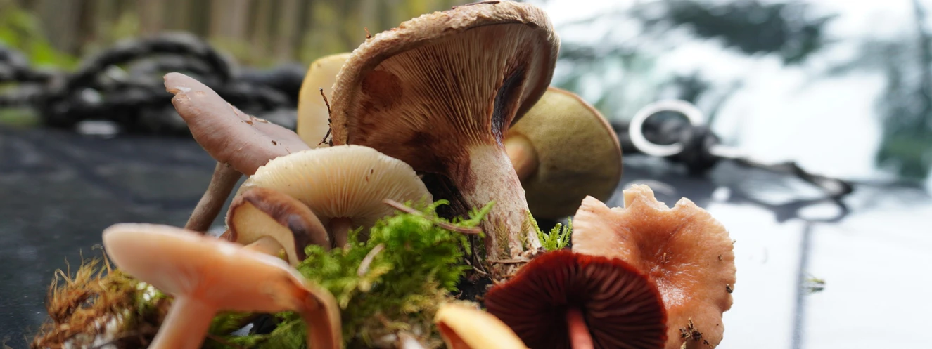 Pilz, Wald, Herbst