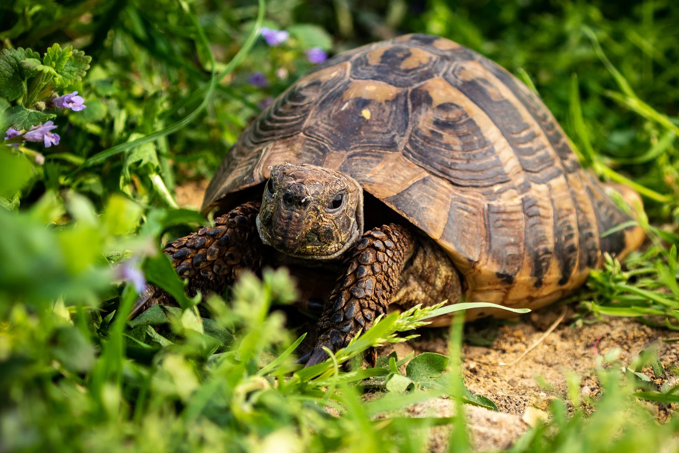 Eine Schildkröte auf einer Wiese