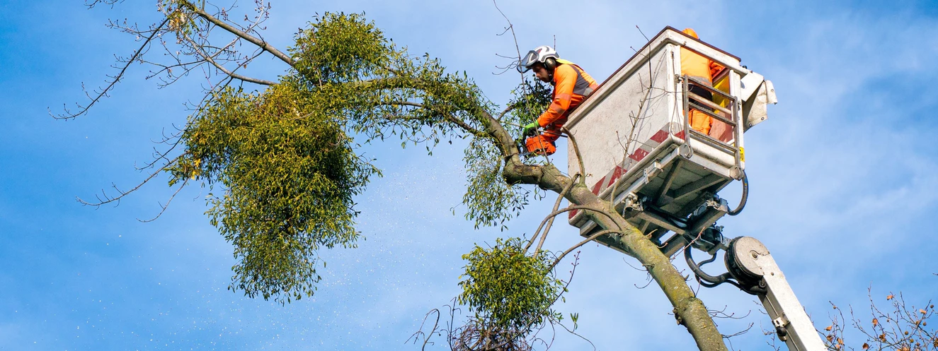 Ein Baum wird von einem Arbeiter gefällt