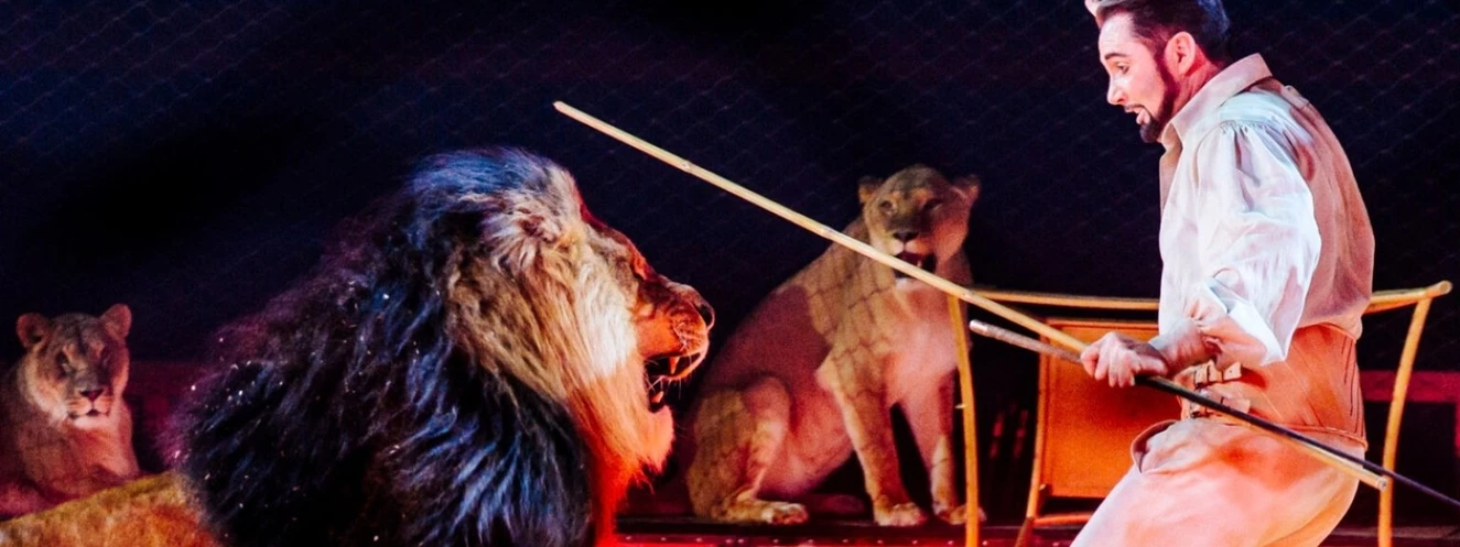 Löwen-Held Martin Lacey jr. mit Löwe vom Circus Krone — © Circus Krone