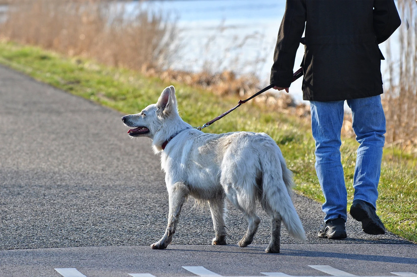 Weißer Hund an der Leine