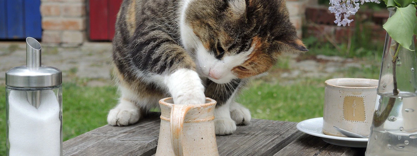 Eine Katze stochert in einem leeren Krug