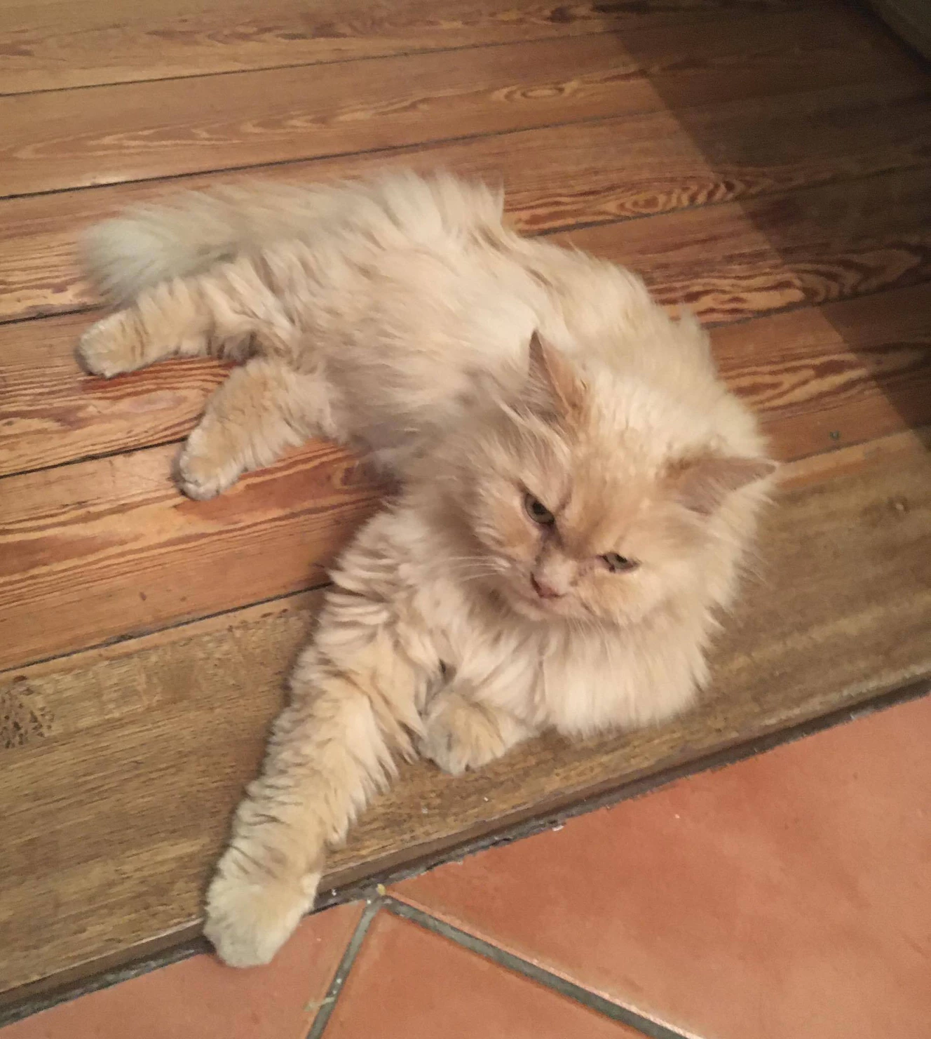 Kater Paul ist wieder da — © privat