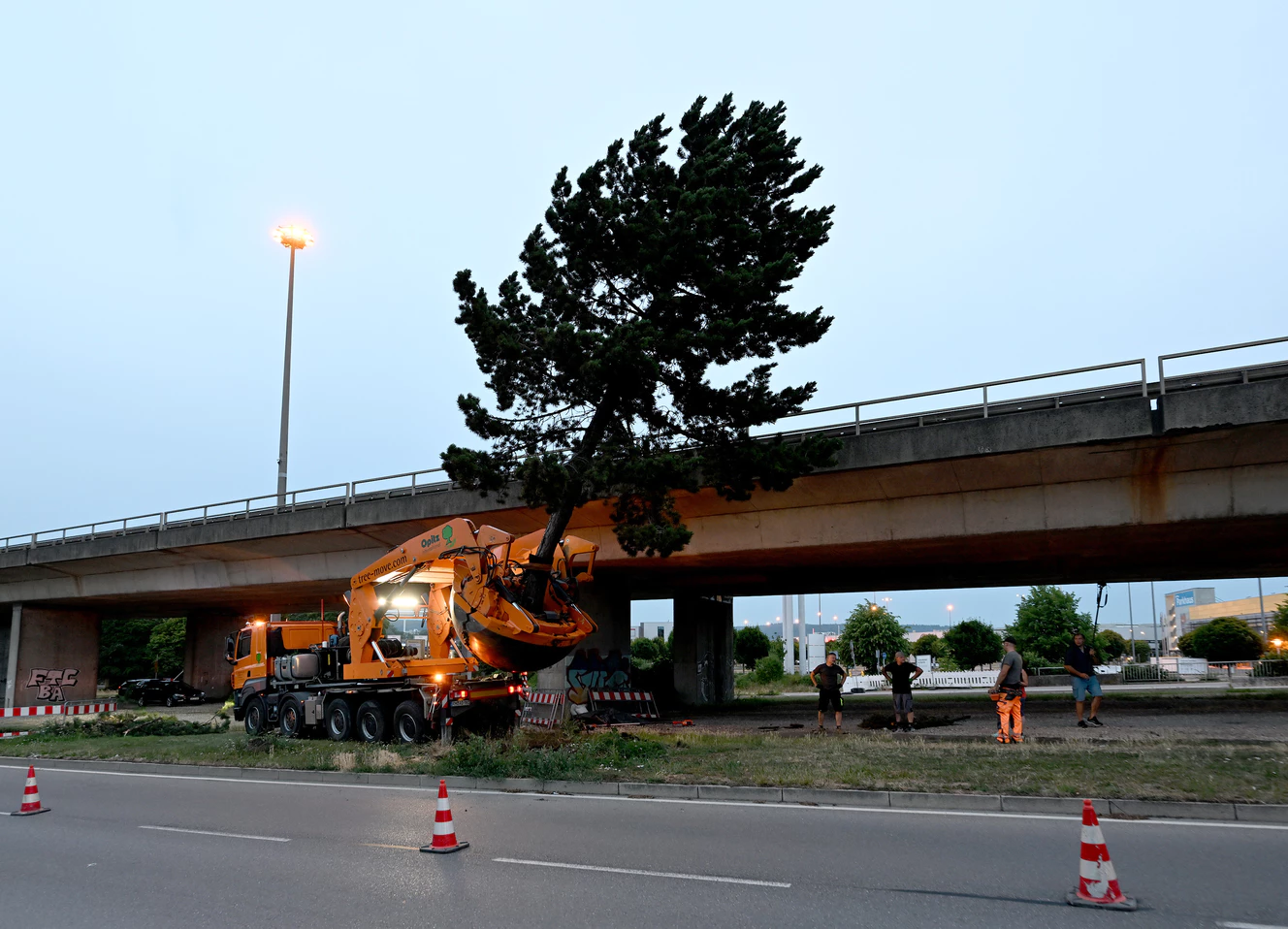 Mehrere Bäume ziehen für den Tunnelbau in Ulm um — © Thomas Heckmann
