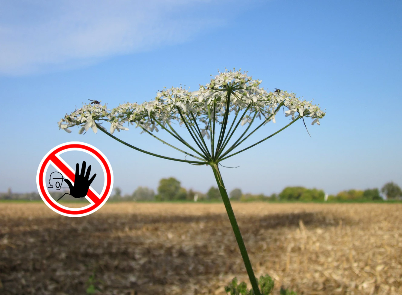 Die Pflanze Bärenklau auf einem Feld
