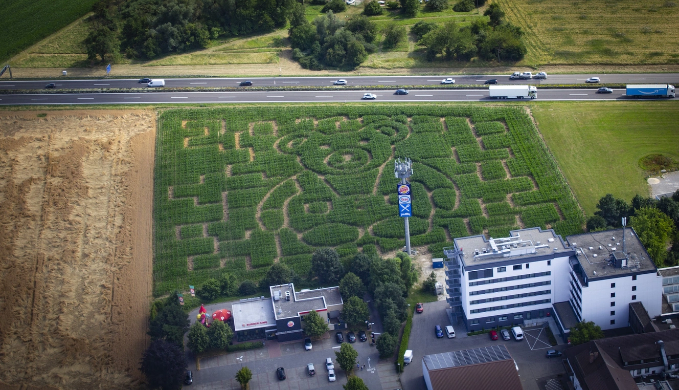 Ein großer Teddy in ein Maisfeld geschnitten