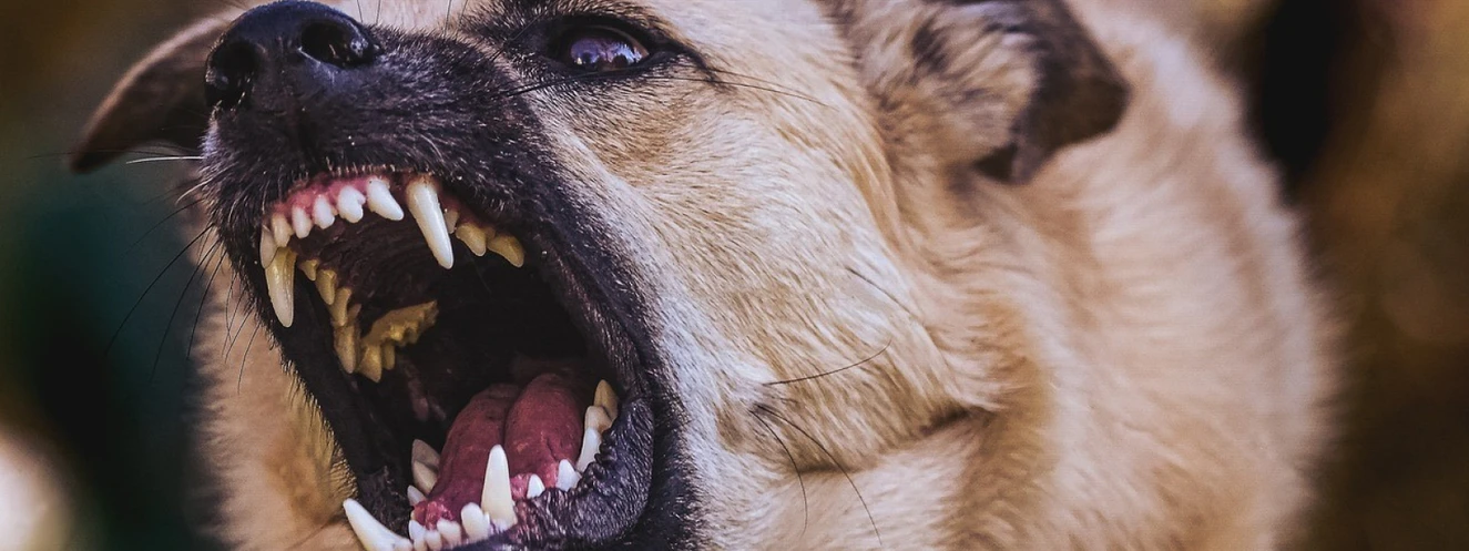 Hund, Kampfhund, Symbolbild — © Symbolbild