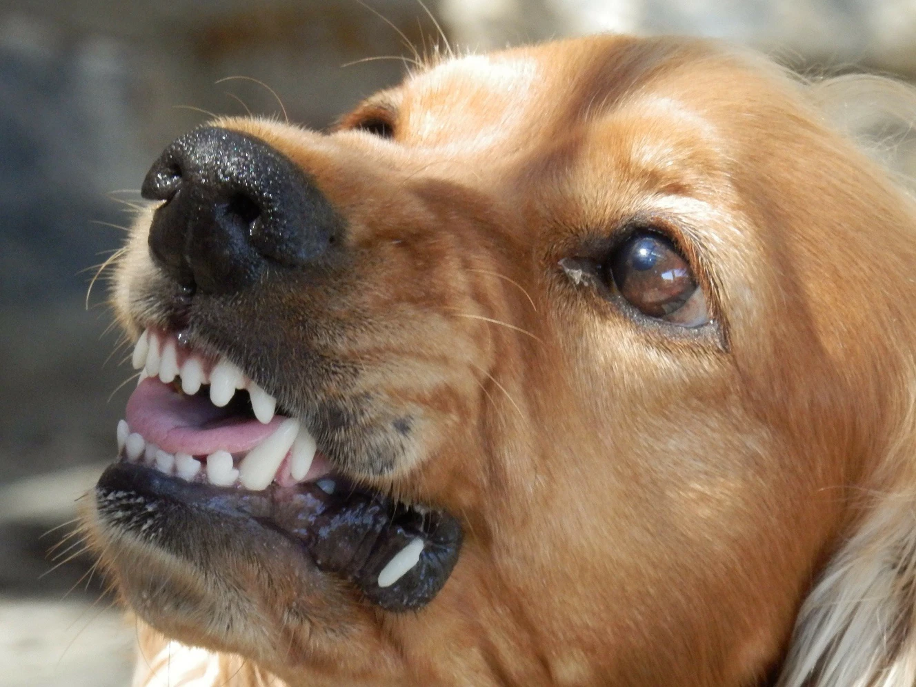 Hunde beißen Joggerin