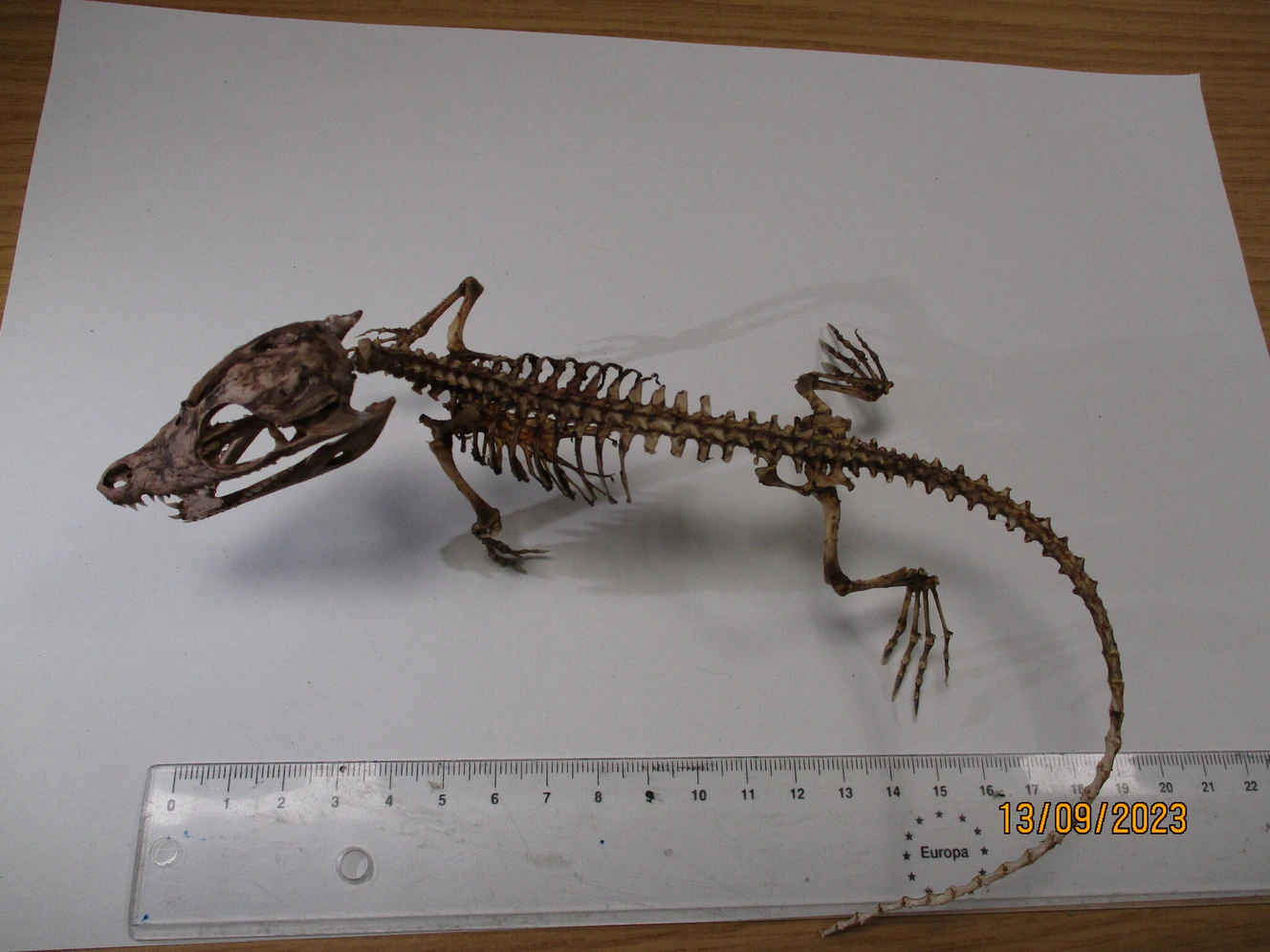 Krokodil-Skelett in Paket aus Russland gefunden und beschlagnahmt — © Hauptzollamt Karlsruhe