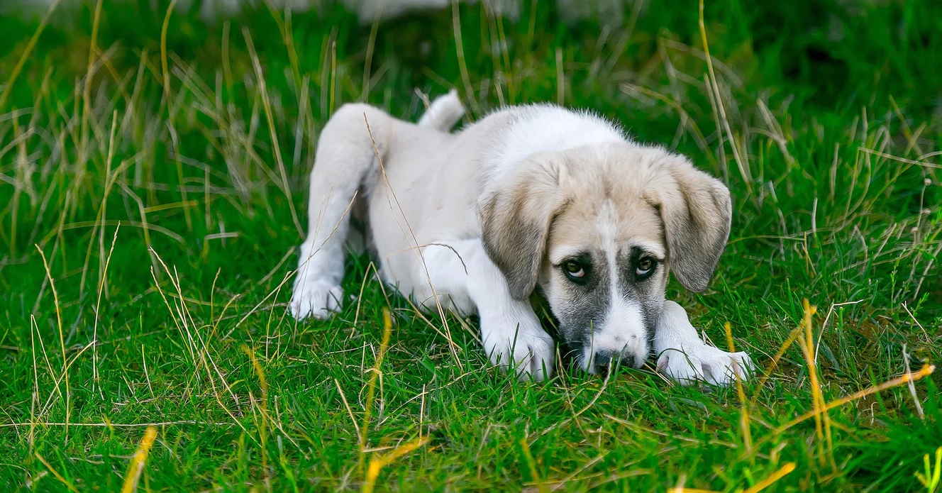 Ein kranker Hund