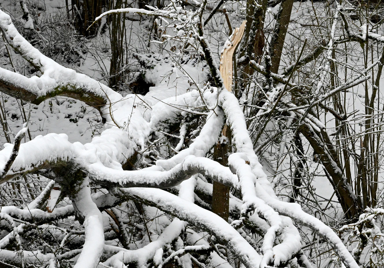 Ein Baum ist durch die Schneelast umgestürzt — © Thomas Heckmann