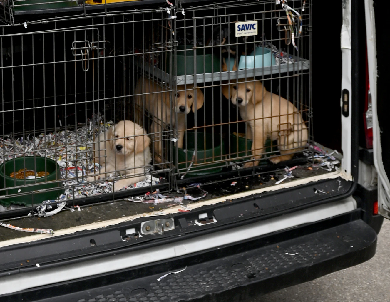 Tiertransporter 