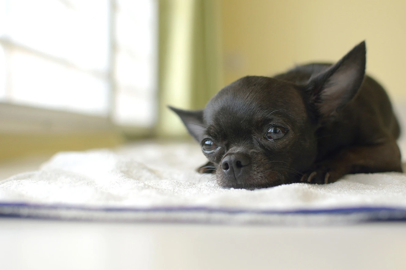 Chihuahua