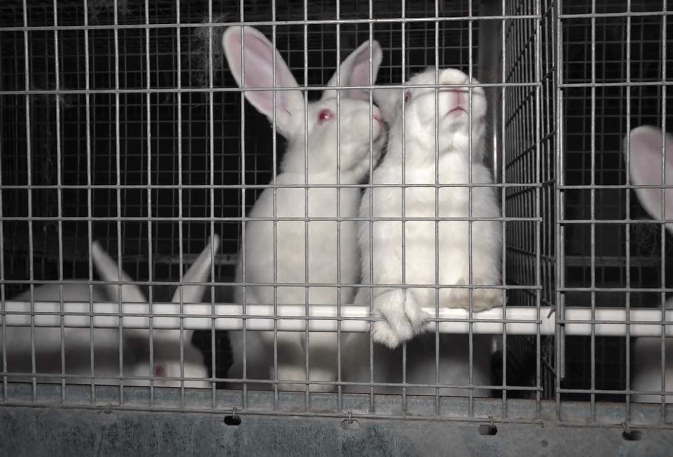 Kaninchenzucht in Abtsgmünd: Strafbefehle gegen Mitarbeiter wegen Tierquälerei — © ANINOVA e.V.