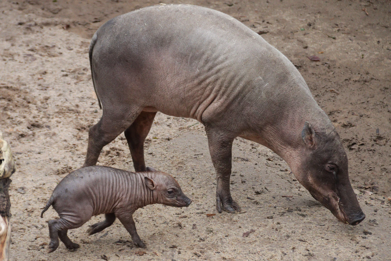Das neu geborene Hirscheber-Ferkel erkundet mit seiner Mutter Ndari die Außenanlage. — © Wilhelma/Birger Meierjohann
