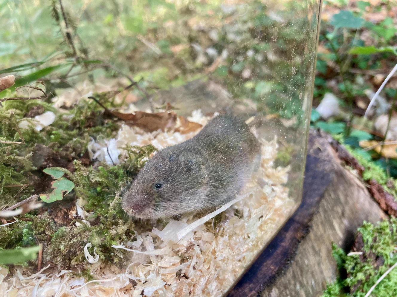 Die gefundene Bayerische Kurzohrmaus (Microtus bavaricus) belegt ein bestehendes Vorkommen in Bayern — © David Stille/Stille NATUR/Bayerisches Landesamt für Umwelt