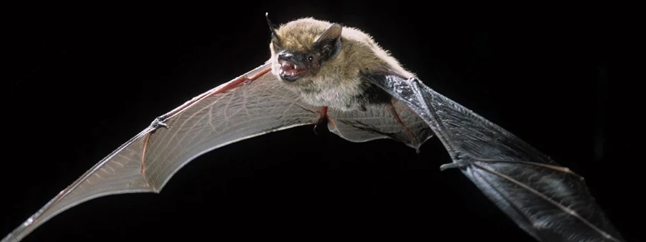 Alpenfledermaus, Fledermaus, Batman — © Dietmar Nill/Heinz Sielmann Stiftung