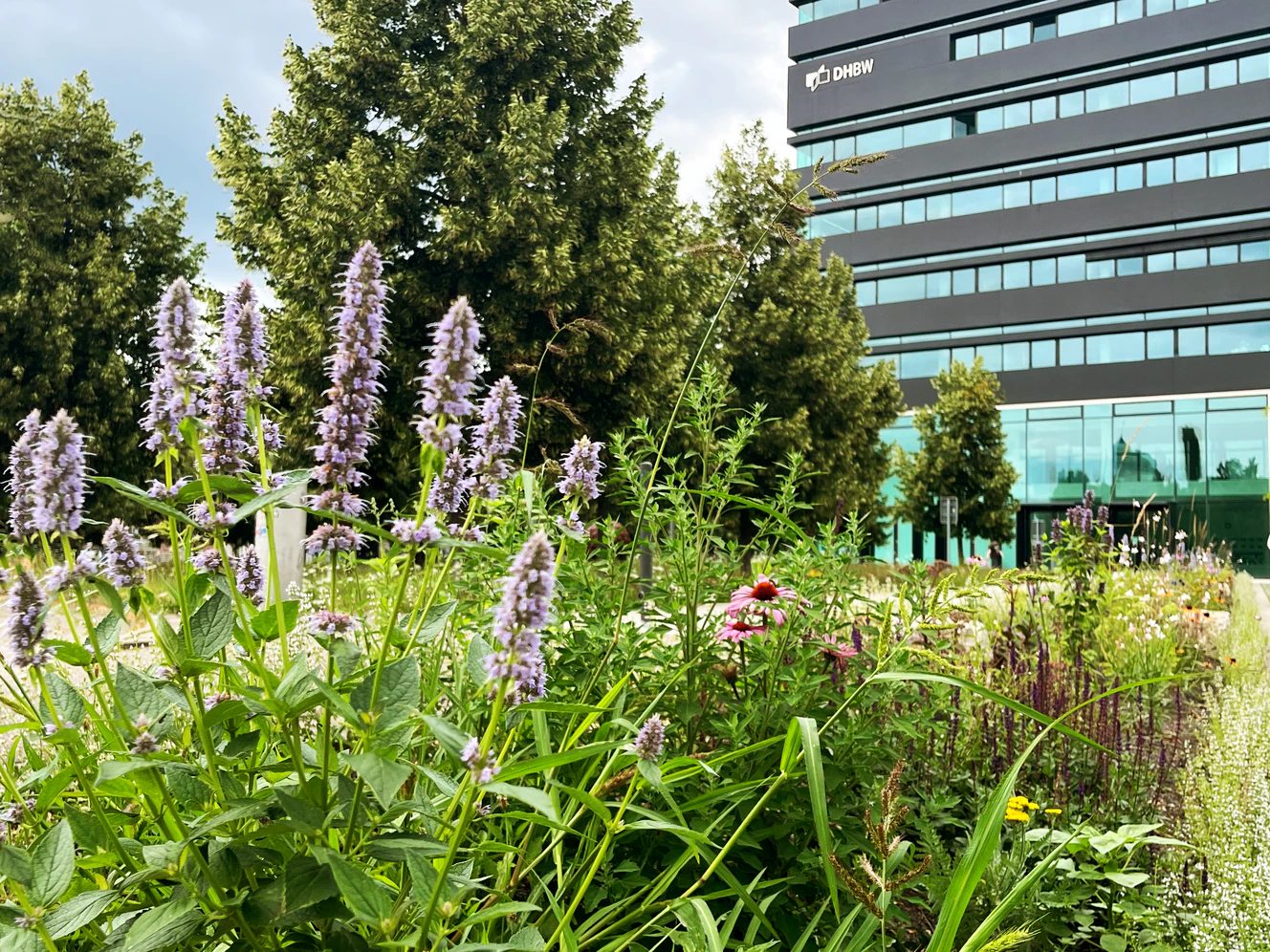Ein Streifen mit Blumen die blühen, im Hintergrund ist das Gebäude der Hochschule Heidenheim — © DHBW Heidenheim