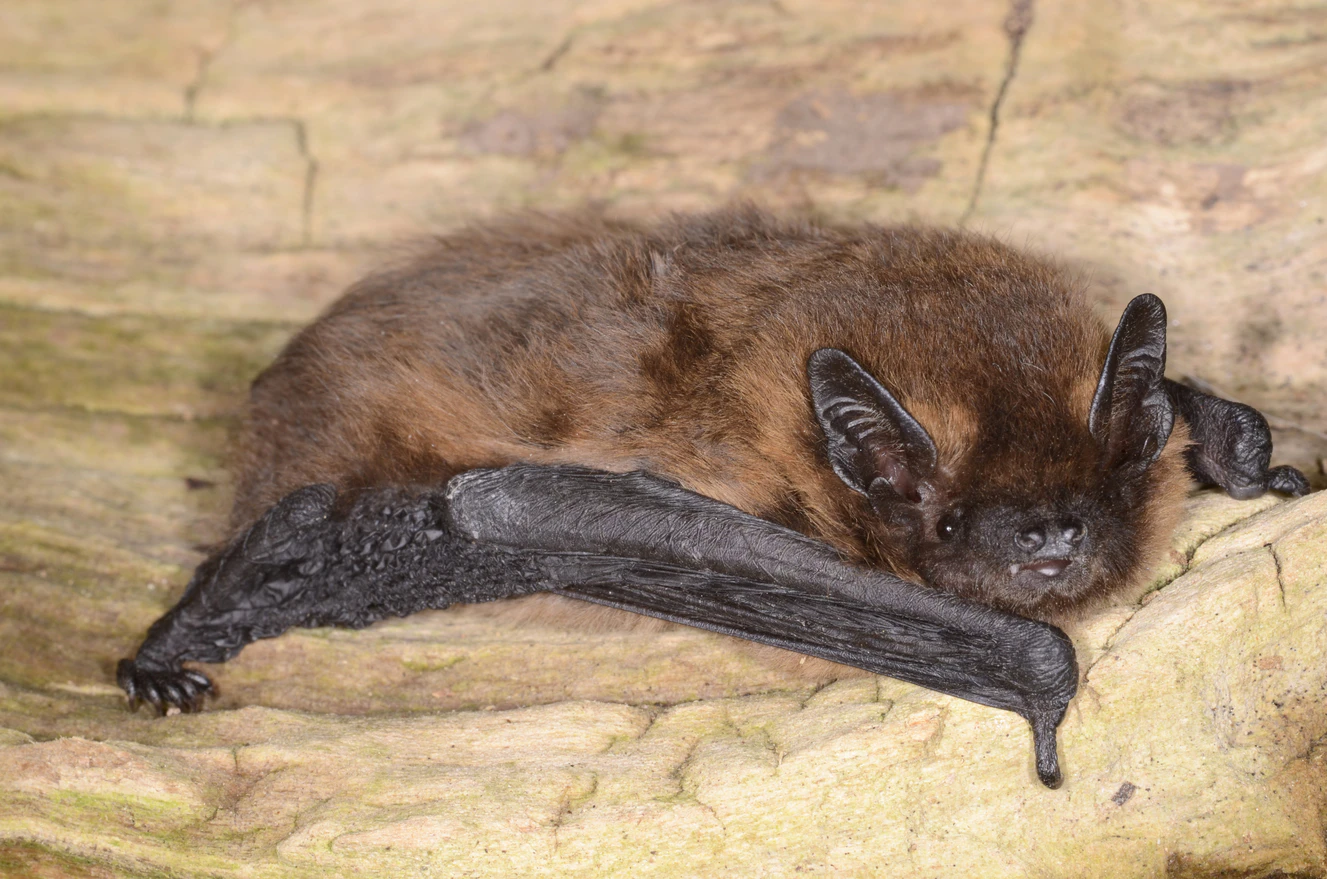 Fledermaus-Nacht des NABU — © Eckhardt Grimmberger