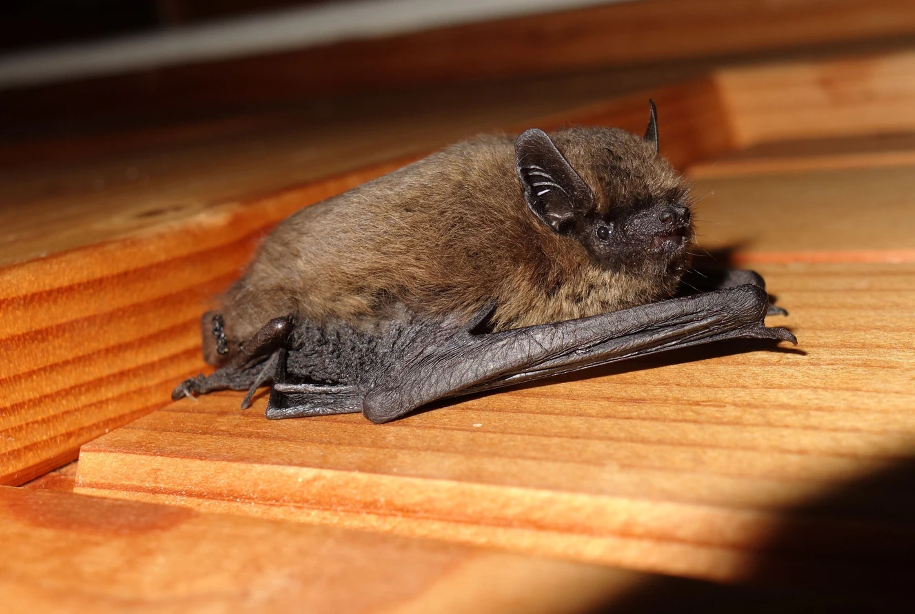 Die Zwergfledermaus ist hier heimisch. — © Dr. Andreas Zahn
