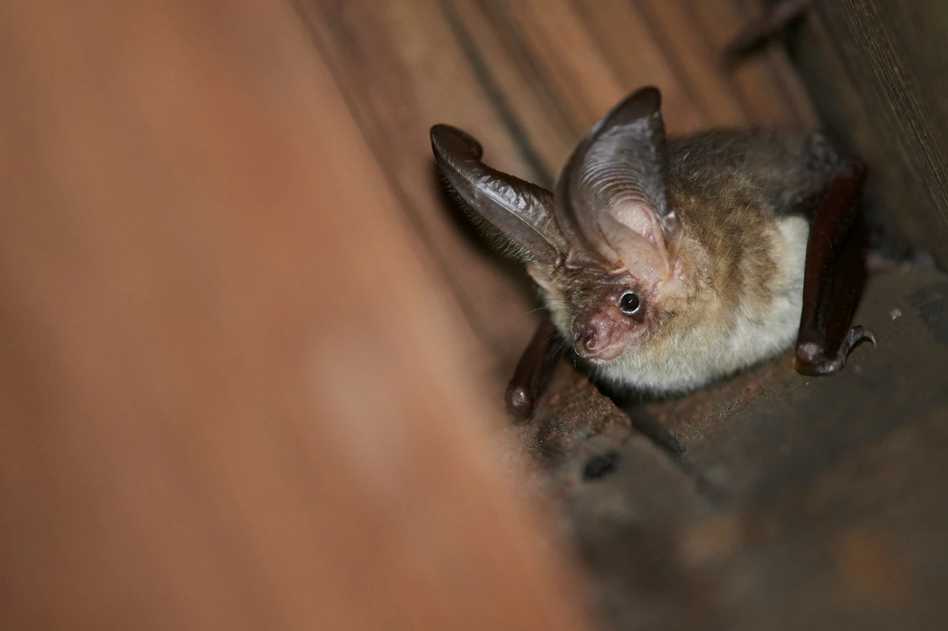 Fledermaus — © Symbolbild