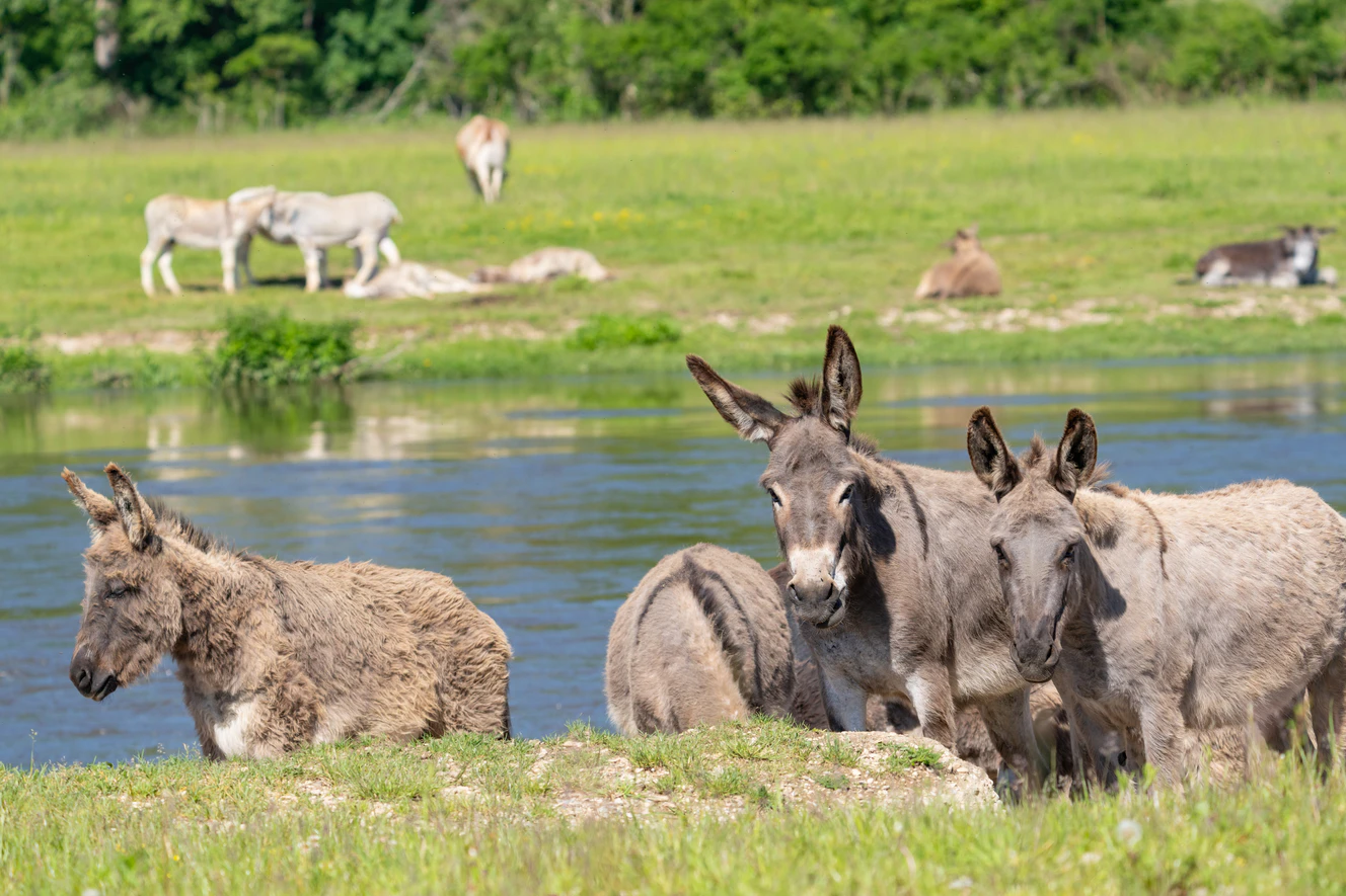 Esel auf der Weide — © Josef Grom