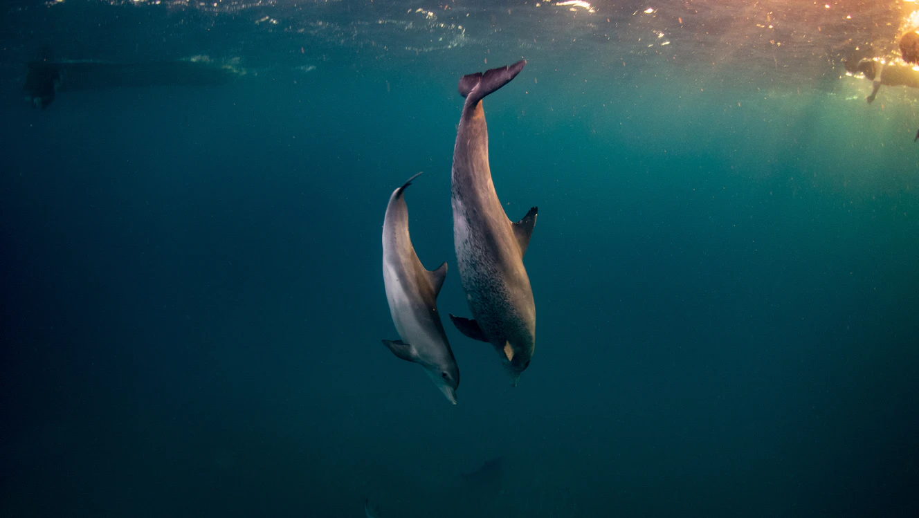 Delfin Symbolbild