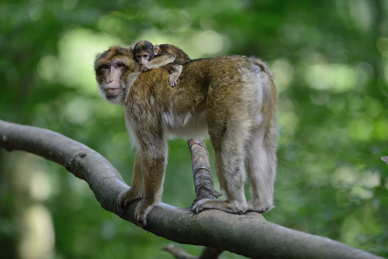 Affenberg Salem: Anakin mit Baby auf dem Rücken — © Affenberg Salem