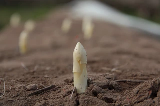 Spargel, Spargelfeld