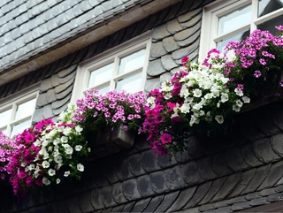Blumen