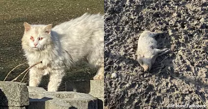 Tierschützer finden Tiere in furchtbaren Zustand — © Horst Fallenbeck