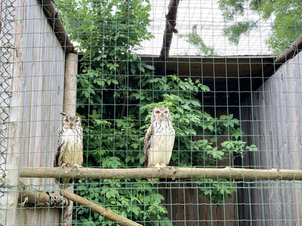 Greifvogelpark Menter