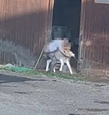 Biberacher Viehbetrieb: Kälbchen misshandelt — © PETA