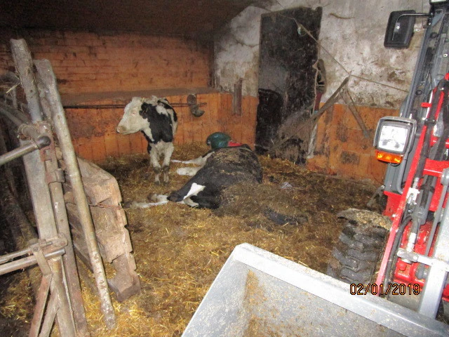 Rinder in dem Stall in Thannhausen