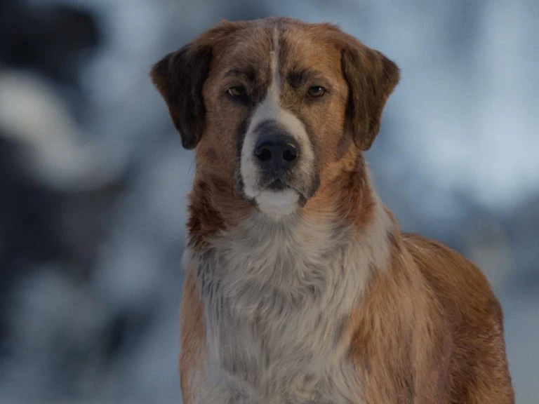 Ein Bild des Hundes aus dem Kinofilm Der Ruf der Wildnis