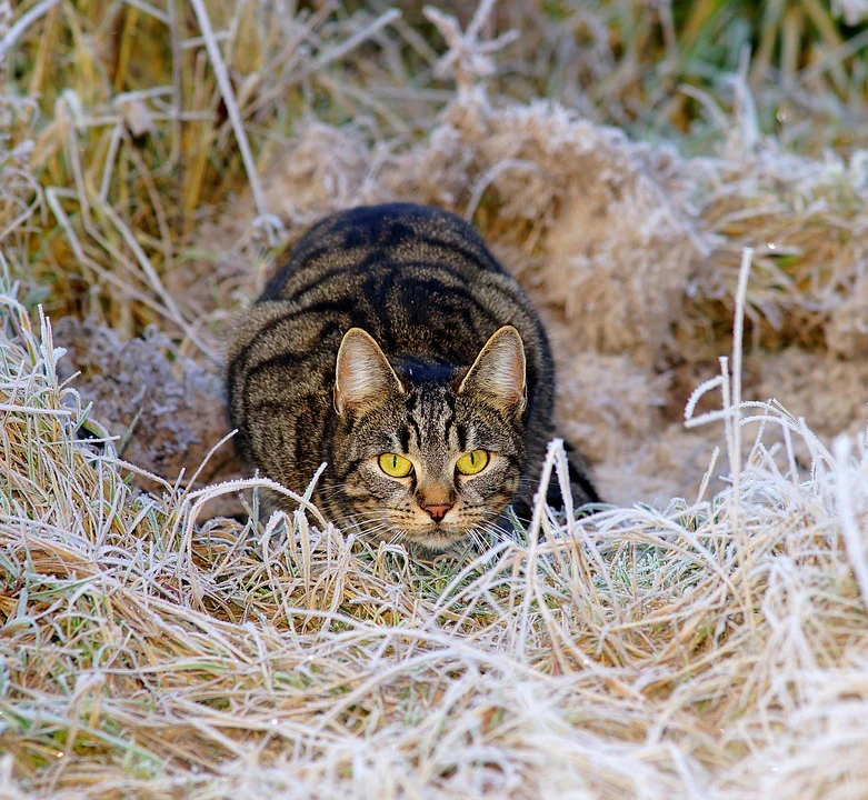 Getigerte Katze liegt auf der Lauer