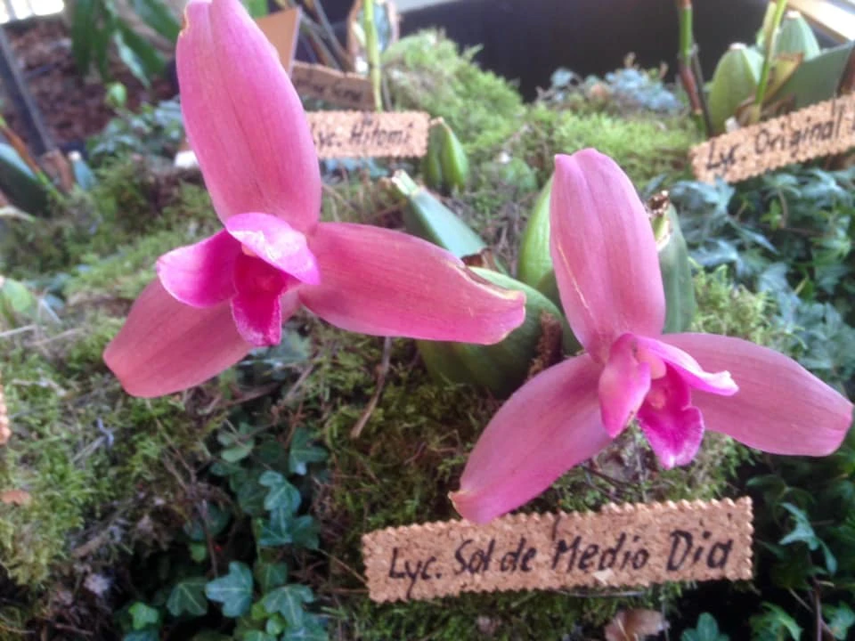 Orchideen bei den Neu-Ulmer Orchideentagen