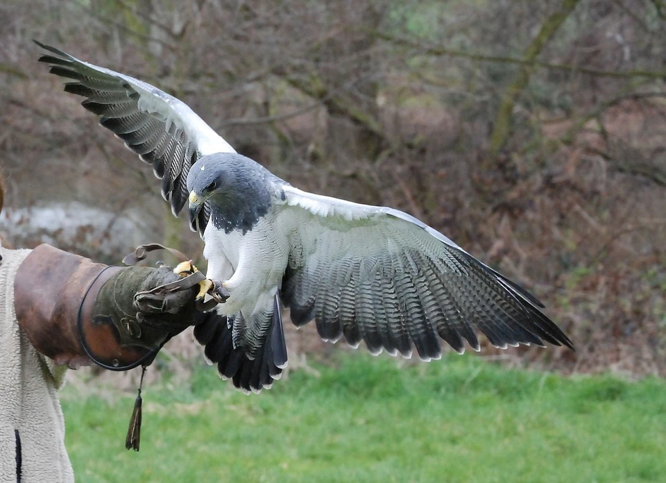 Landender Bussard