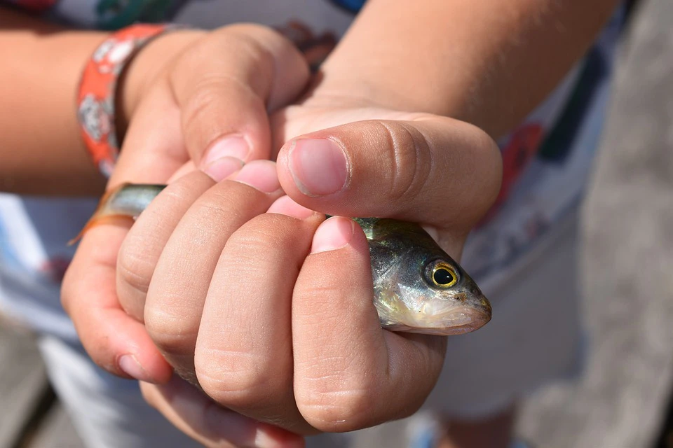 Fisch in der Hand