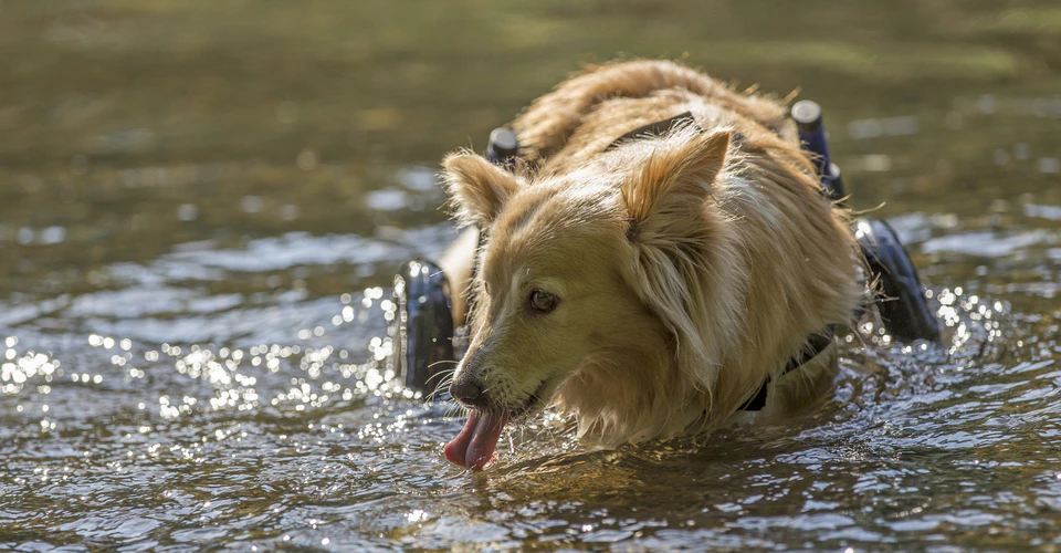Der Hund "Amal" von Amals Gnadenhof — © AMALS Welt e.V.