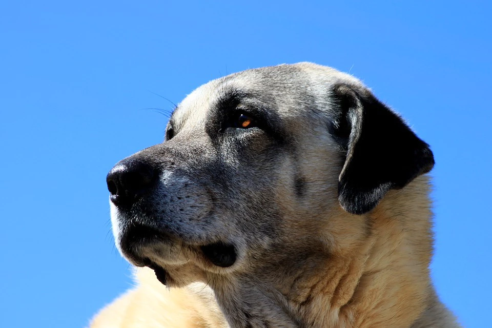 Herdenschutzhund Kangal