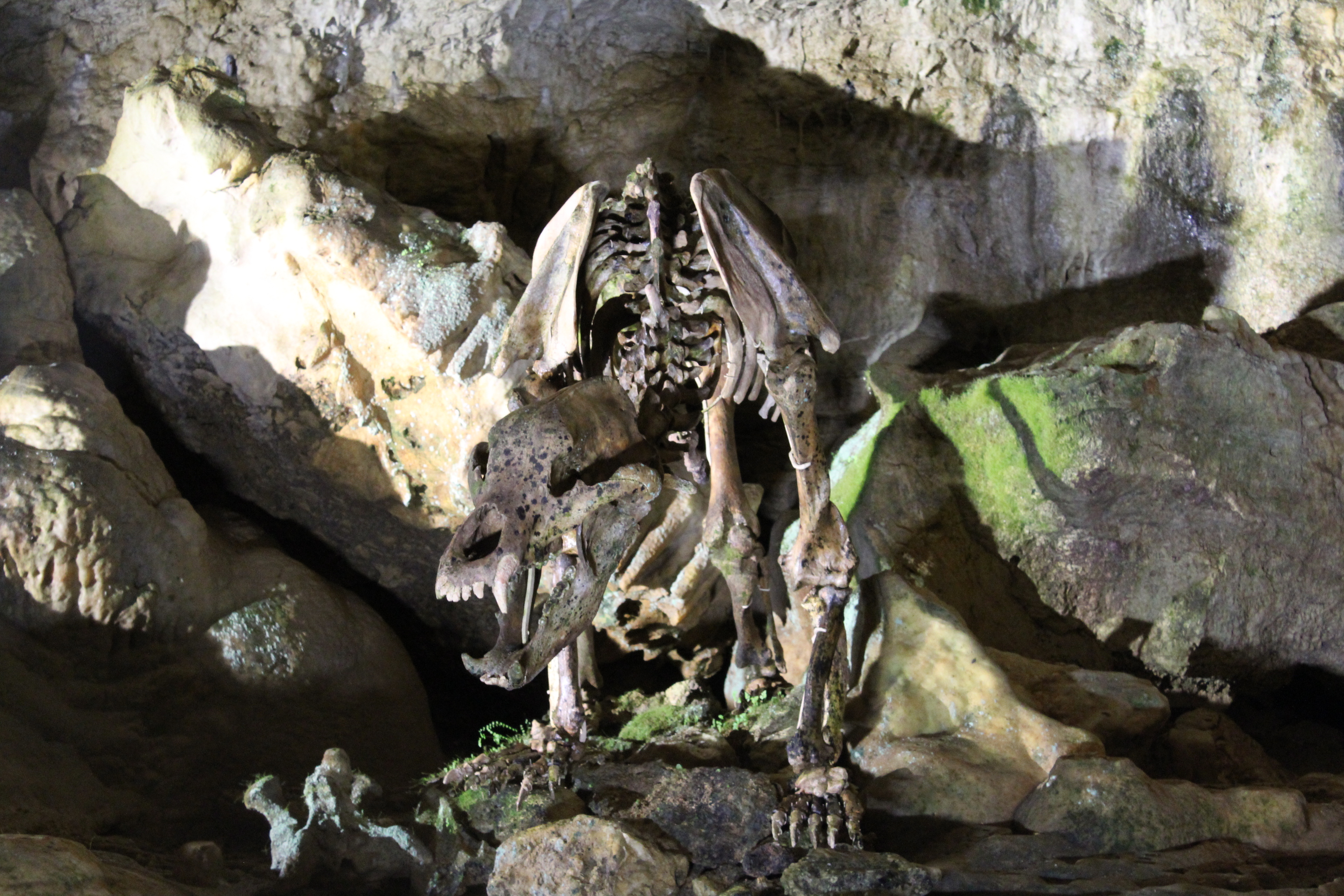 Ein Bärenskelett in der Bärenhöhle