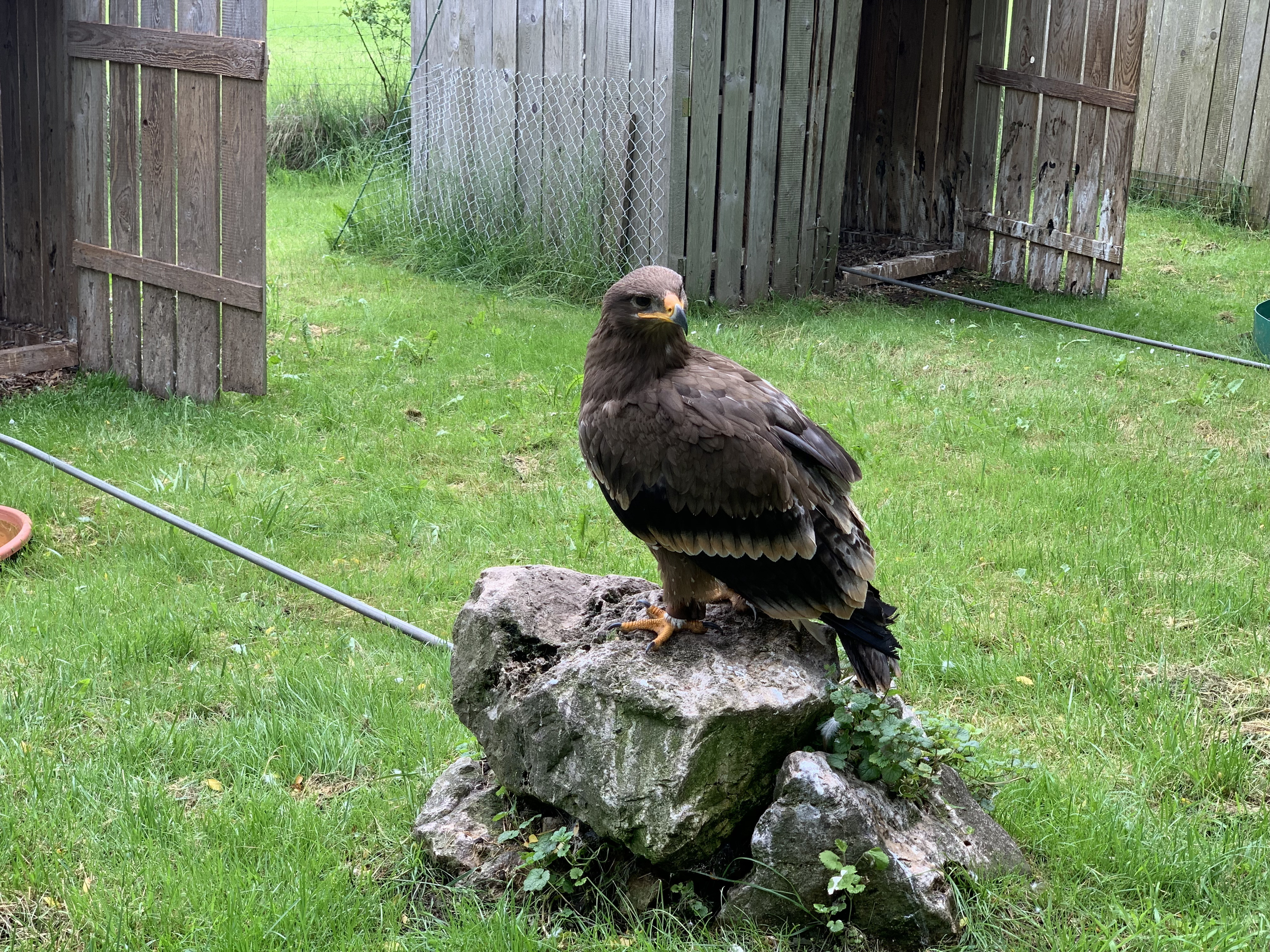 Greifvogelpark Menter