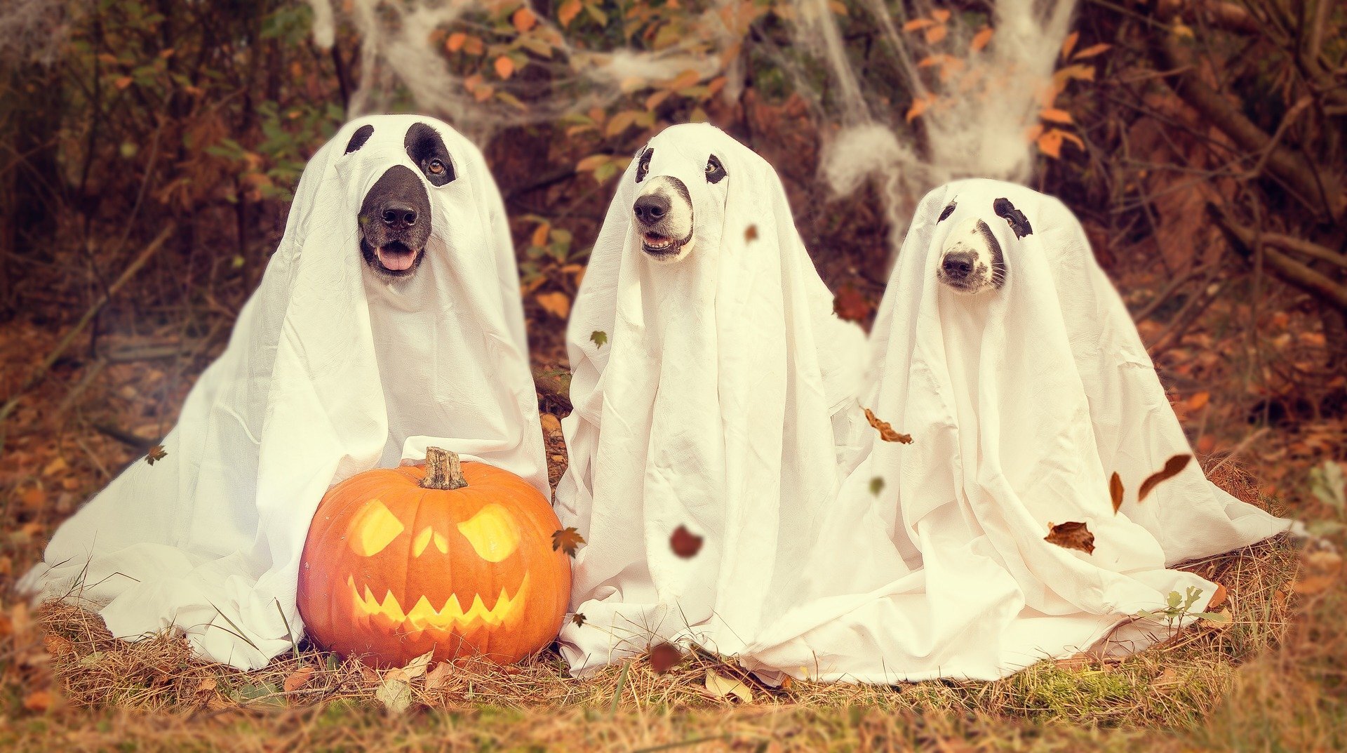 Hunde im Halloween-Kostüm
