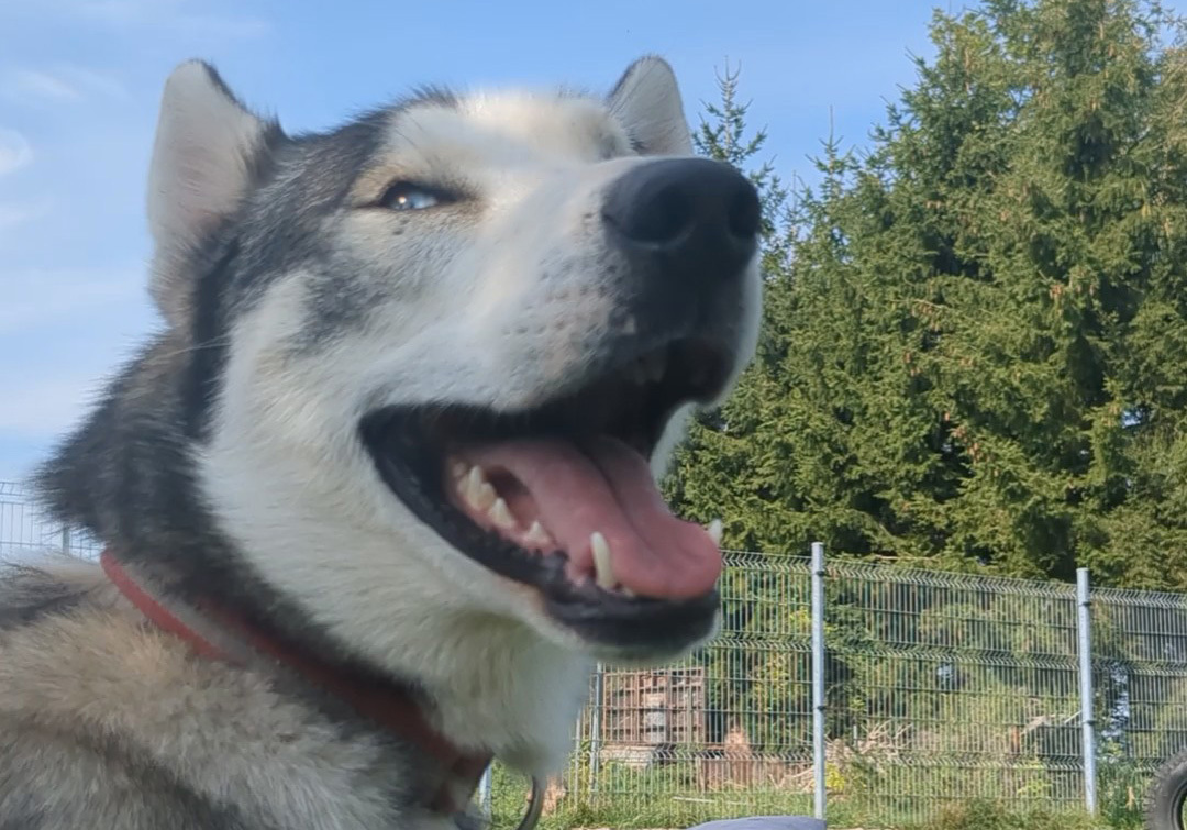 Husky Kuscheln bei den Speed Junkies in Achstetten